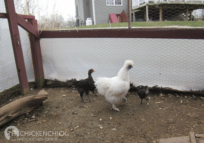 Chicks DO need to be kept warm to the tune of 95°F for the first week (at most) as is clear from observing mother hens keeping their chicks tucked underneath their wings and bellies the first week after hatching.