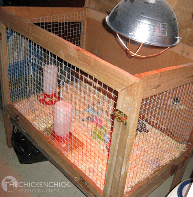 brooder heat lamp