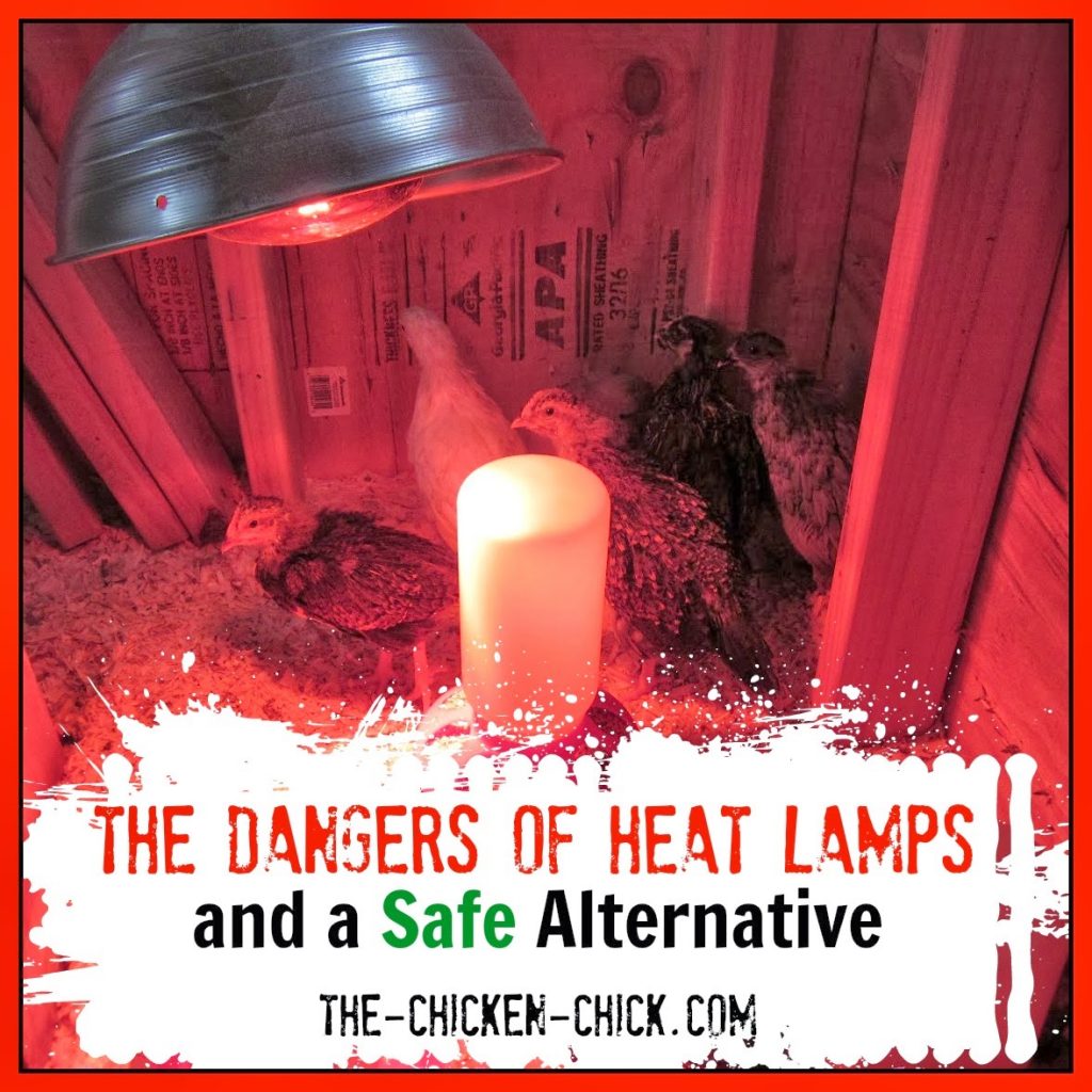 chicks heat lamp night