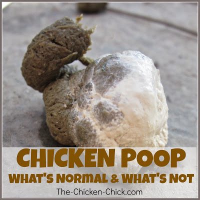  Chicken poop: what's normal and what's not. An illustrated guide