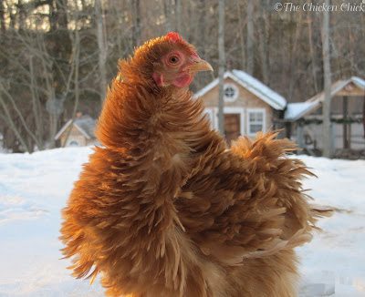 This Is Exactly Why Your Chicken Is So Watery