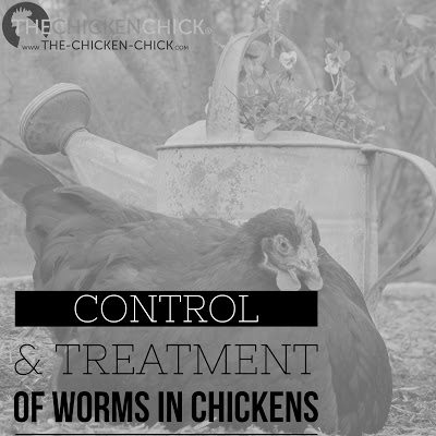 De-worming chickens, controlling worms and treatment medications dosages. 