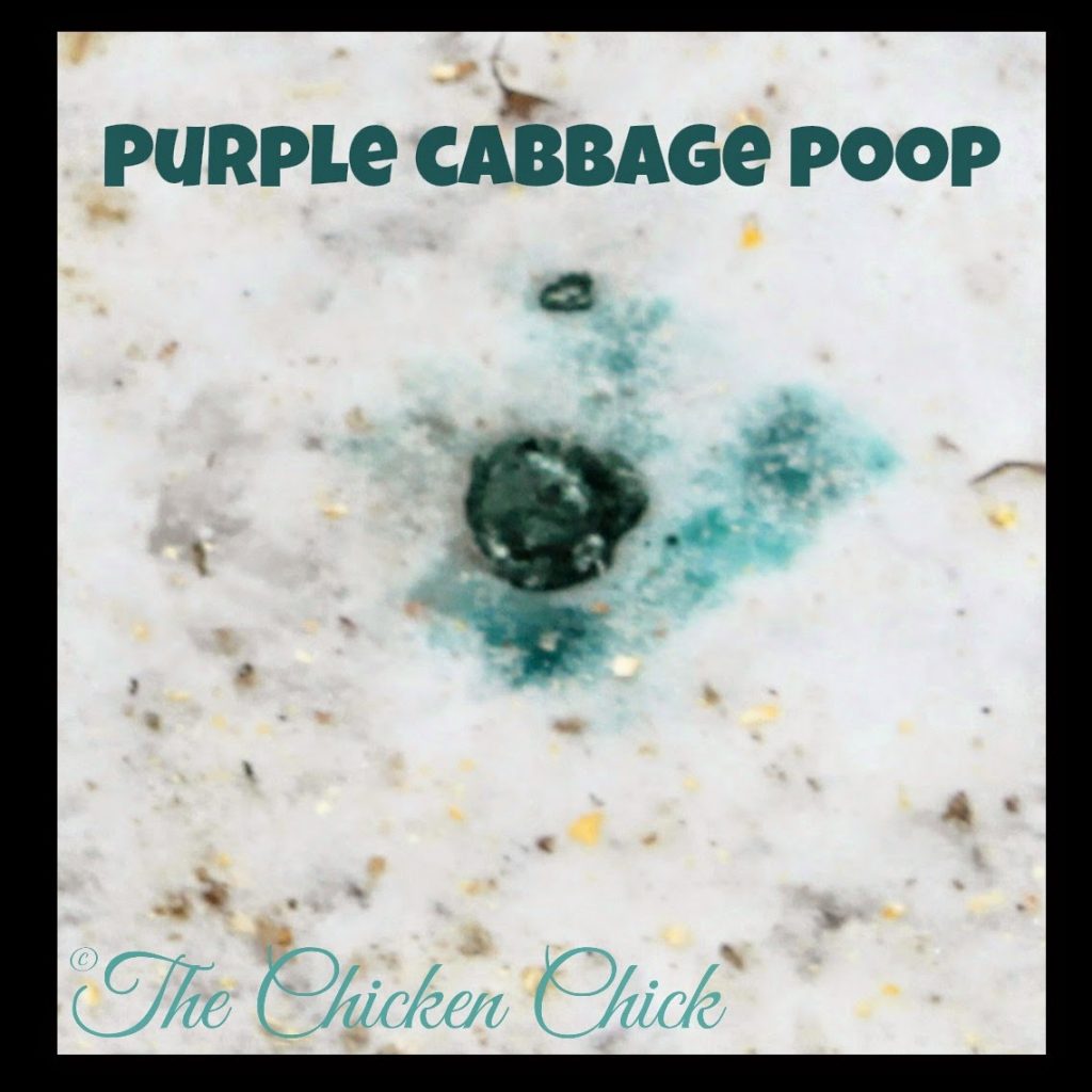 Normal chicken poop from chickens that had been eating red/purple cabbage.