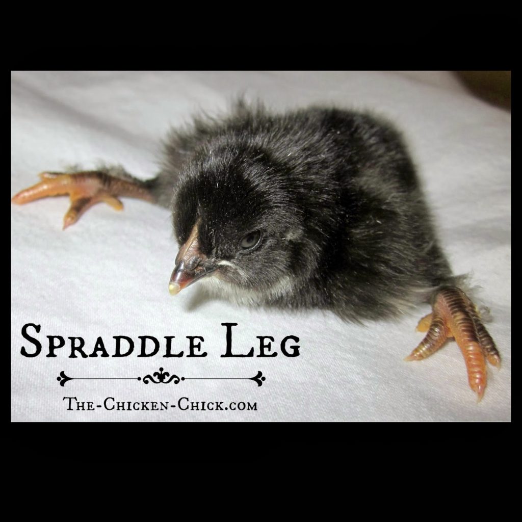 Spraddle leg & Crooked Toes in Chicks- Causes and Treatments