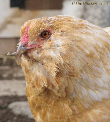 New chicken mom with a crooked beak girl - got this EE at Rural