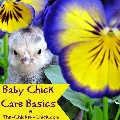 I read everything I could get my hands on before my first chicks arrived, only to learn ultimately that caring for baby chicks is not complicated. All chicks need to thrive is a caring chicken keeper with safe, warm housing, the proper food and clean water. 