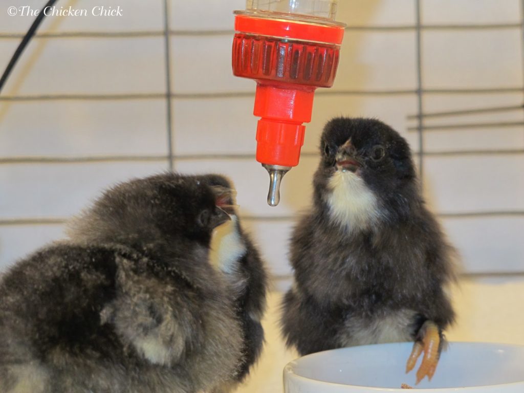 Chicks quickly learn to drink from poultry nipple waterers from day one.