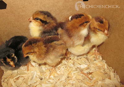Baby chicks huddle together and cheep noisily when they are cold.