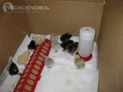 A chick brooder is an enclosure that serves as their home until they are ready to be moved to the coop.