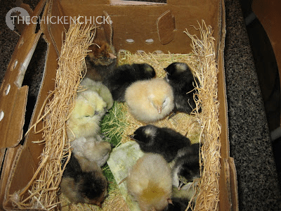 Chicks should be inspected at the post office to verify their condition in the event not all of the chicks arrived safely.