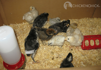 Pine shavings in brooder replace paper towels after chicks learn to eat.