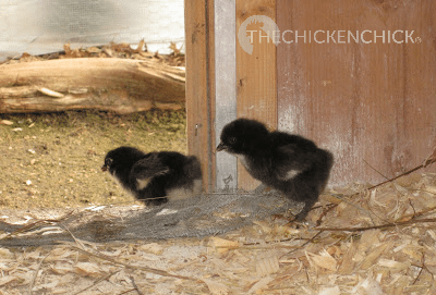 Baby chicks contemplating a winter trip out of the coop with their mother hen.