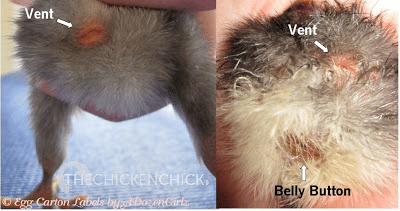 Normal chick vent vs belly button.