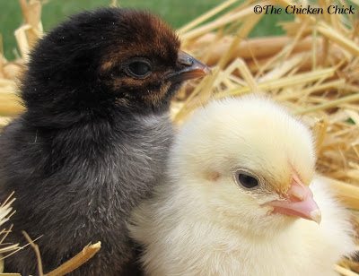 black baby chickens