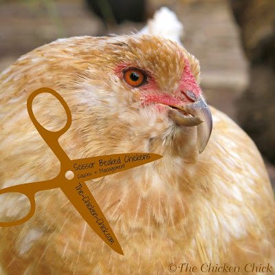 how to trim your chicken's BEAK and NAILS 