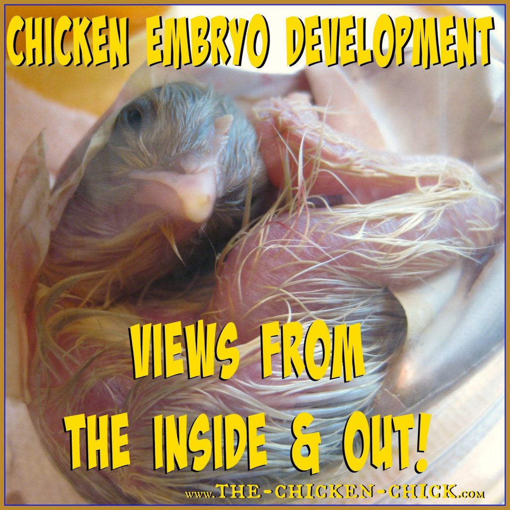 Chicken Embryo Development, views from the Inside AND Out. *Graphic Photos**