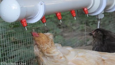 I have found that using a poultry nipple watering system has made drinking much less of an effort for Esther as the water drips into her mouth instead of her having to stoop down, scoop up some in her lower beak and hope that it makes it to the back of her throat when she stands up straight. 