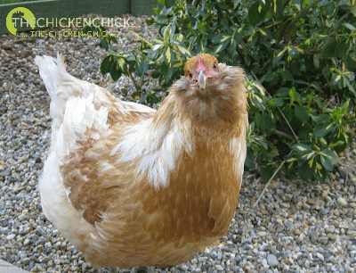 New chicken mom with a crooked beak girl - got this EE at Rural