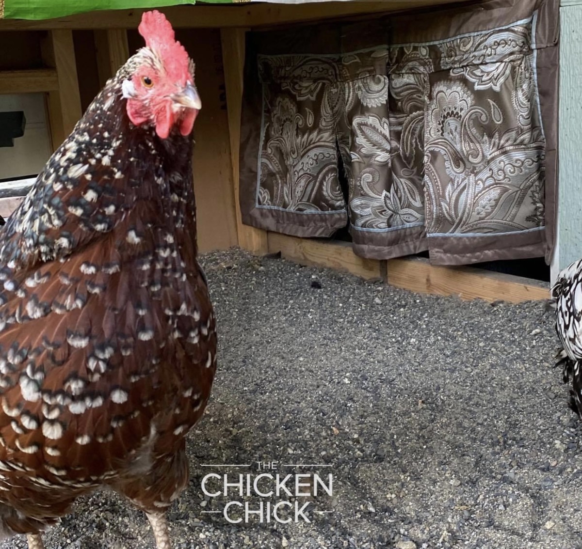 Chicken Nest Box Curtains- More than a Fashion Statement