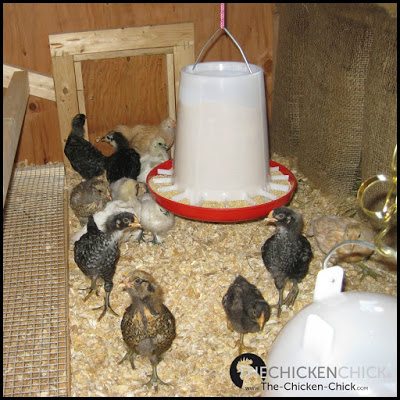 Nest Box Curtains in the Chicken Coop via The Chicken Chick®