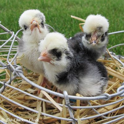 Polish crested chicks.