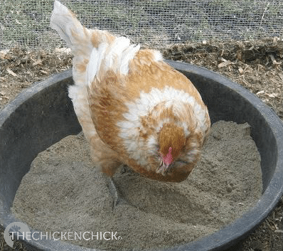 Since crossed beaked chickens cannot pick up pieces of food using both halves of their beaks as utensils, they adapt by scooping food into the bottom half of their beaks. I find that it helps to put Esther’s feed in a deep dish, raised up to chest level so it has less distance to travel to reach her tongue than if it were on the ground. This small adaptation is sometimes all it takes to help crossed-beaked chickens eat.
