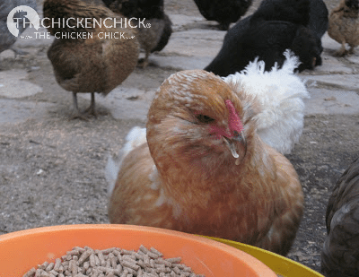 The important thing to watch out for with this condition is that the chicken is able to eat, not only due to their physical limitations but because other flock members may attempt to keep them away from the feed. If that occurs, the chicken should be put in a safe place where only she can access the feed. 