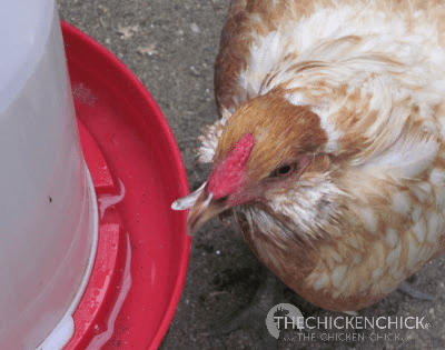 Chickens with scissor beak benefit from small adaptations to feed and water stations.