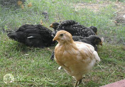 New chicken mom with a crooked beak girl - got this EE at Rural