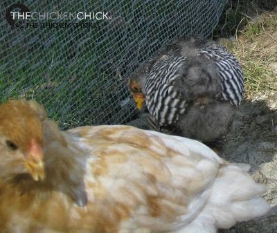 New chicken mom with a crooked beak girl - got this EE at Rural