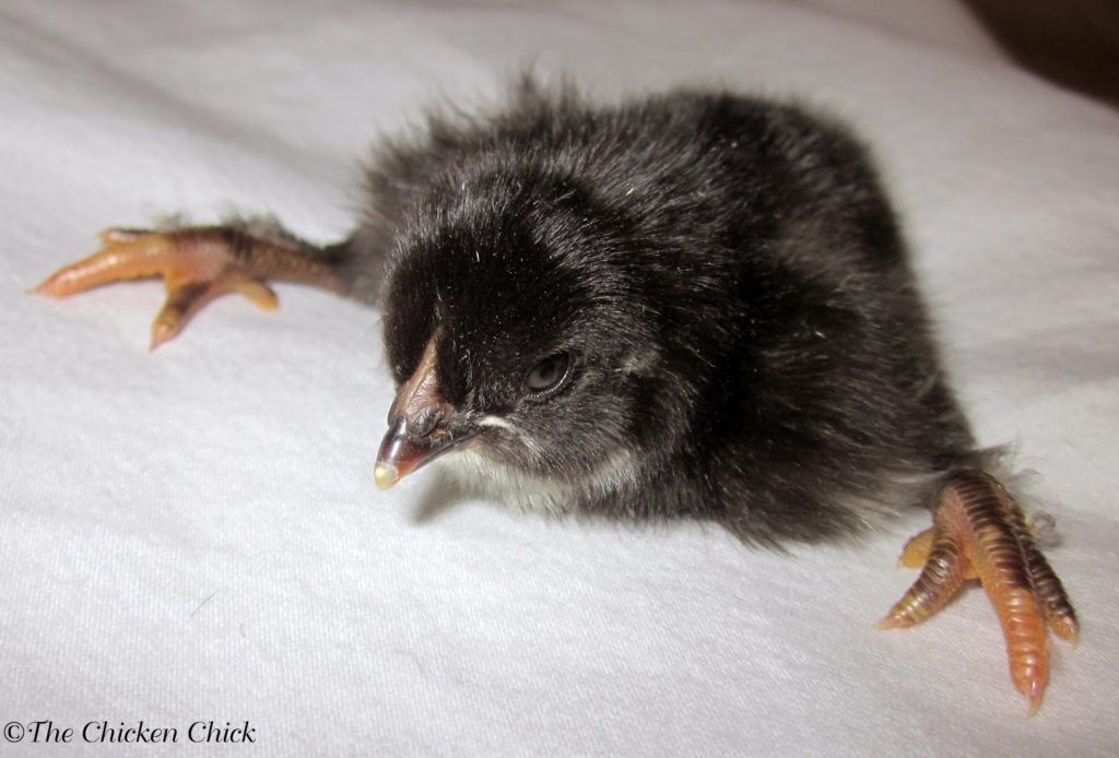 Day old chick with spraddle leg, also known as splay leg.
