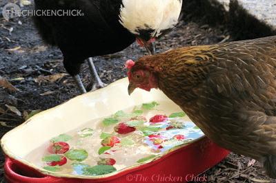 As a general rule, avoid giving chickens treats when it's hot outside so as not to promote increased internal body temperatures from digestion. An exception is frozen fruit and vegetables (blueberries, strawberries, corn, squash, etc.) that can help cool and hydrate them. Watermelon is particularly helpful towards this end.