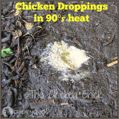 Due to increased water intake on hot days, a chicken's droppings can appear loose/watery/runny, which is completely normal. The passage of large amounts of water through the digestive tract is a method by which chickens cool themselves internally. 