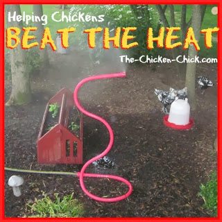High heat is dangerous for chickens and measures must be taken by their caretakers to ensure their well-being, particularly when temperatures increase suddenly or exceed 85° F. Heat stroke, heat-induced stress and death can result when a chicken is overheated.