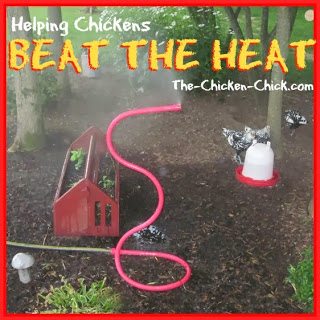 LOWERING THE HUMIDITY IN THE COOP. - Two Creative Chicks