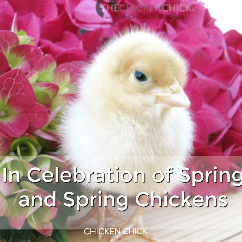 In Celebration of Spring and Spring Chickens
