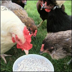 Laying hens need access to oyster shells.