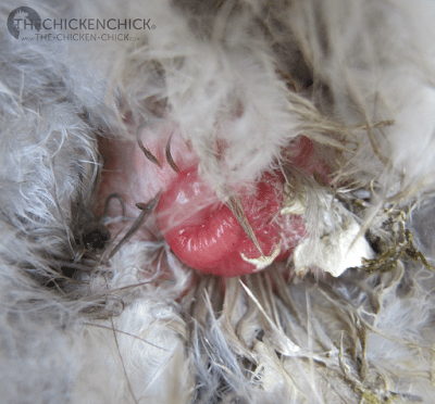 Prolapse Vent in Chickens: Causes & Treatment. 