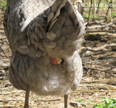 Prolapse Vent in Chickens: Causes & Treatment. 