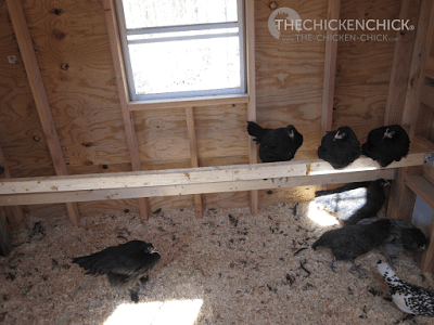 This is the Little Deuce coop, which can be seen in my Virtual Coop Tour. We installed these temporary roosts so the Black Copper Marans chicks could move in but we intended to install a droppings board when time permitted. (It's obvious they were molting when this shot was taken. Those shavings were no more than a day old.) The position of the nest boxes and pop door (on the right in this photo) presented installation challenges for the roosts and the DB.