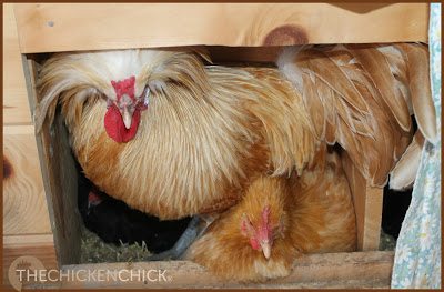 Una cría ocupa una caja nido que las gallinas ponedoras pueden desear usar y se unirán a ella en ella, creando un entorno en el que los huevos se pueden romper, o pueden encontrar otro lugar menos deseable para poner sus huevos.