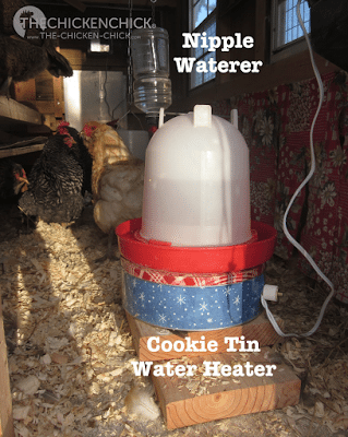 Why Water is Critically Important to Chickens