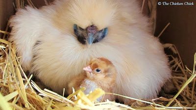 Una gallina clueca es uno de los que se inspira para sentarse en una colección de huevos hasta que las escotillas de los polluelos. Es un instinto, influenciado por las hormonas, que se puede desencadenar al ver una colección de huevos en un nido, otra cría escondida en una caja de nido o la duración de las horas de luz.