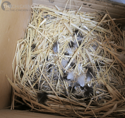 Una cría despliega sus propias plumas del pecho para exponer el calor y la humedad de su piel directamente a los huevos (de ahí la expresión 