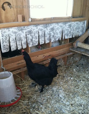 Mabel couldn't find an empty nest box as they were all occupied by broodies.