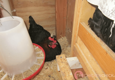 Mabel no podía encontrar un nido vacío cuadro como todos estaban ocupados por broodies.'t find an empty nest box as they were all occupied by broodies.