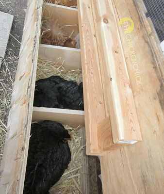 inden for 24 timer efter den første broody, der blev vist sidste sommer, var hver redekasse i mit coop fuld af broody høns. Broodiness avler broodiness.