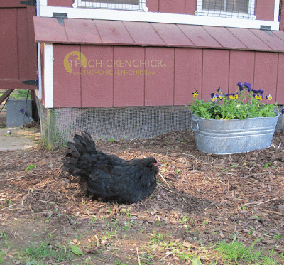 A broody hen who is allowed to sit indefinitely can suffer long-term health consequences and even die from malnutrition. It is important to 'break' or stop a hen's broodiness as soon as possible after identifying the behavior. 