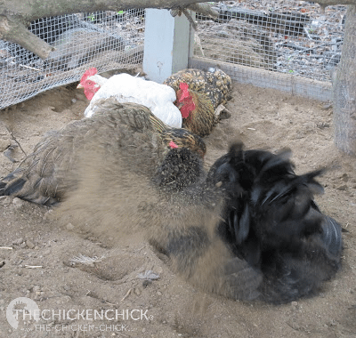 Chickens maintain their feathers and skin and control parasites by dust bathing, which is no more than a dry dirt bath. Some claim that adding DE to the dust bathing area combats external parasites (mites, lice, fleas) and that adding it to their feed controls internal parasites (worms).