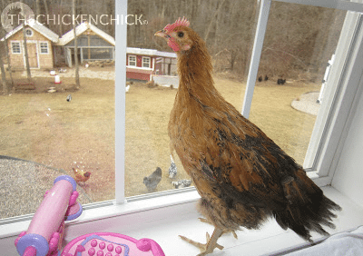 you have 2 pullets living in your bathtub for 3 months so they don't get their feet dirty.